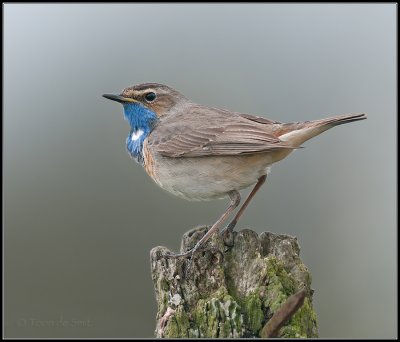 Bluethroat / Blauwborst