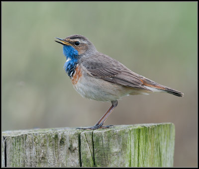 Bluethroat / Blauwborst