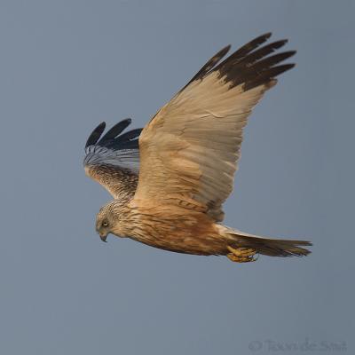 Marsh Harrier / Bruine Kiekendief