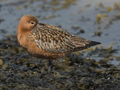 Bar-tailed Godwit / Rosse Grutto