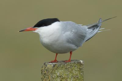 Common Tern / Visdief / Sterna hirundo