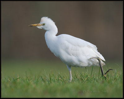 Cattle Egret / Koereiger