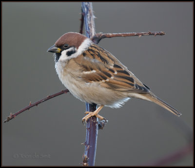 Tree Sparrow / Ringmus