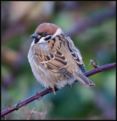 Tree Sparrow / Ringmus / Passer montanus