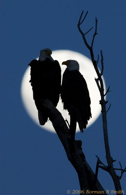 Bald Eagle Mates by Moonrise.jpg