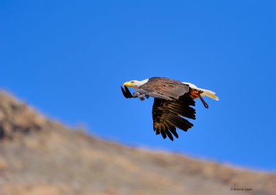 Aguilas - Eagles