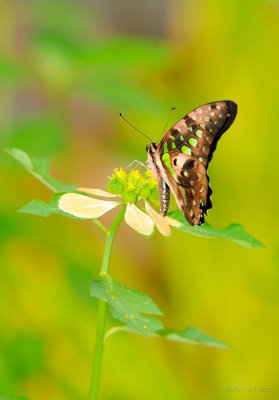 Butterflies - Mariposas