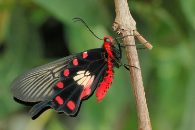 Butterflies - Mariposas