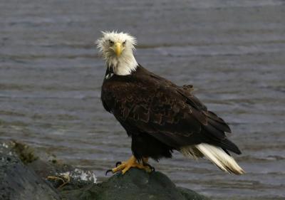 Funny Bald Eagle