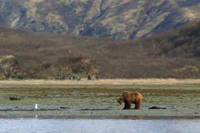 Kodiak Bear Encounter