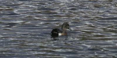 Duck at Lake Rose