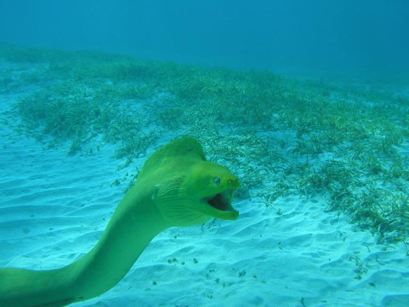 Yellow morey eel