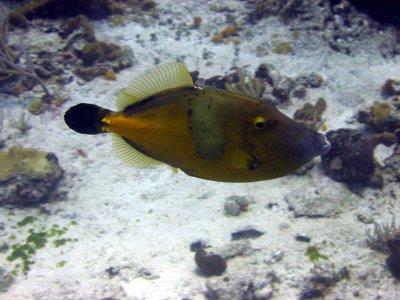Filefish, Cozumel