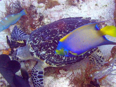 Kemp's ridley turtle & Queen angelfish, Cozumel