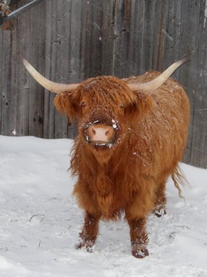 Vache «Highland», St-Onésime-d'Ixworth