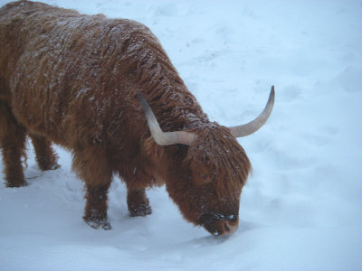 Vache «Highland», St-Onésime-d'Ixworth