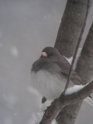 Junco ardois, St-Onsime-d'Ixworth