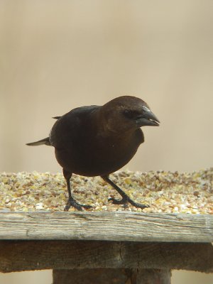Vacher à tête brune, St-Onésime-d'Ixworth