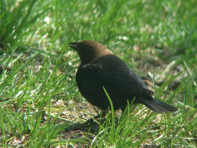 Vacher  tte brune, St-Onsime-d'Ixworth