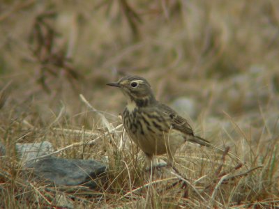 Pipit d'Amrique, Eastmain