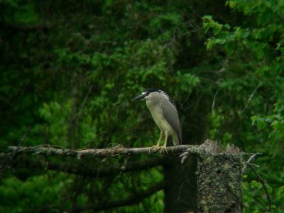 Bihoreau gris, La Tuque
