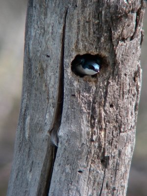 Hirondelle bicolore, La Tuque