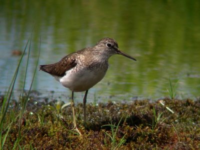 Chevalier solitaire, Réservoir Gouin
