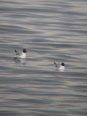 Mouettes de Bonaparte adultes, Rivire-Ouelle