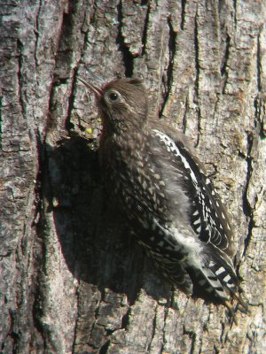 Pic macul juv., St-Onsime-d'Ixworth