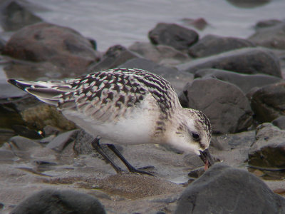 Bécasseau sanderling juvénile, Rivière-Ouelle