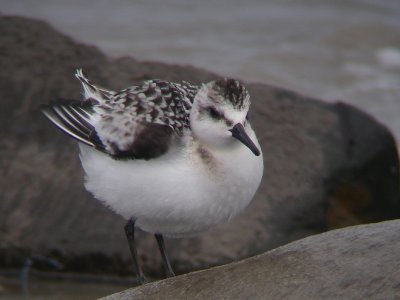 Bécasseau sanderling juvénile, Rivière-Ouelle