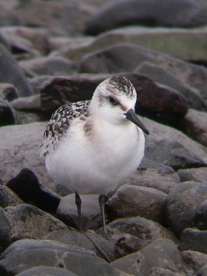 Bécasseau sanderling juvénile, Rivière-Ouelle