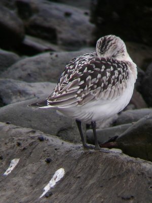 Bécasseau sanderling juvénile, Rivière-Ouelle