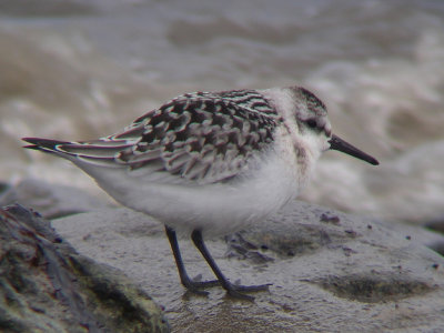 Bécasseau sanderling juvénile, Rivière-Ouelle