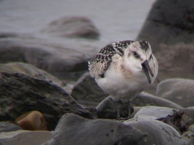 Bécasseau sanderling juvénile, Rivière-Ouelle
