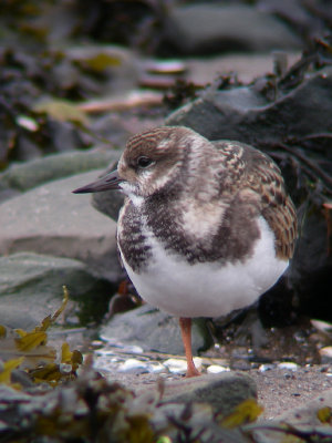 Tournepierre à collier juvénile, Rivière-Ouelle