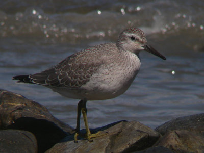 Bécasseau maubèche juvénile, Rivière-Ouelle