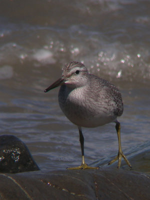 Bécasseau maubèche juvénile, Rivière-Ouelle