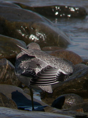Bécasseau maubèche juvénile, Rivière-Ouelle