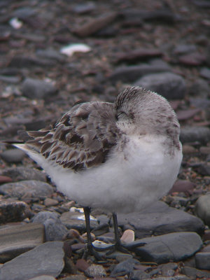 Bécasseau sanderling adulte, Rivière-Ouelle
