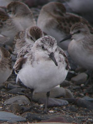 Bécasseau sanderling adulte, Rivière-Ouelle