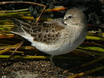 Bécasseau à croupion blanc juvénile, Kamouraska