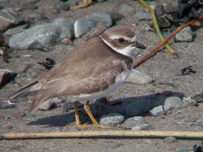 Pluvier semipalmé juvénile, Kamouraska