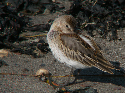 Bécasseau variable juvénile, Kamouraska