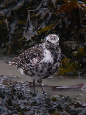 Pluvier argenté adulte, Kamouraska