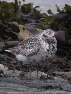 Pluvier argenté adulte, Kamouraska