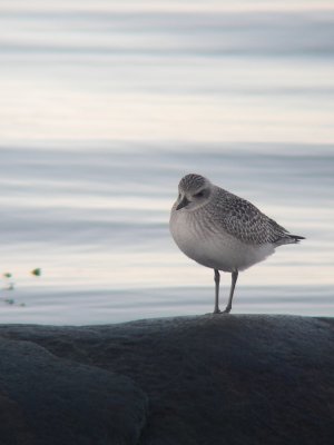 Pluvier argenté juvénile, Kamouraska