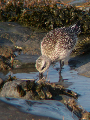 Pluvier argenté juvénile, Kamouraska