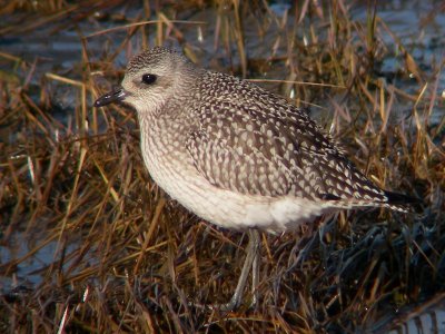 Pluvier argenté juvénile, Kamouraska