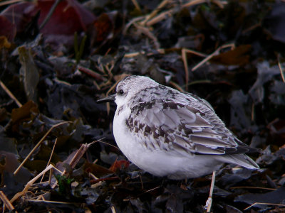 Bécasseau sanderling juvénile, Kamouraska